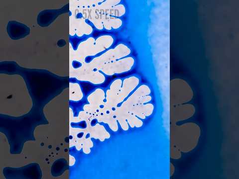 the marangoni effect