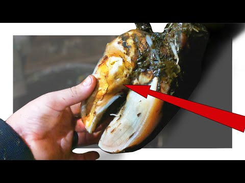 YELLOW, MUSHY COW'S HOOF SLICED OFF!
