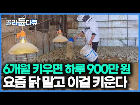 I ended up collecting 3,000 eggs a day, worth 9 million won in total. A special breed more precio...