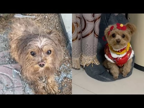 Her body was skinny, her fur was wet, she lay helplessly crying in a bag inside the trash can