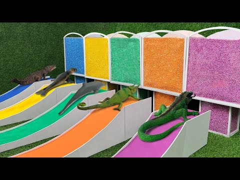 León Marino, Camaleón de Jackson, Cocodrilo, Iguana, Delfín Aprende Nombres y Sonidos de Animales