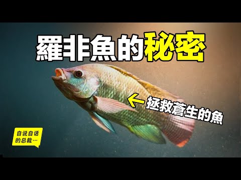 羅非(吳郭)魚:40年前的『垃圾魚』如今變身高級『潮鯛』?為什麼你買不到母羅非魚?它是基因改造的超級魚?原來,它是被神選中,一條正在拯救的魚……|自說自話的總裁