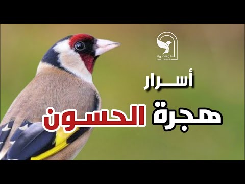 هجرة الحسون من سيبيريا الى أفريقيا تعرف على اسرار هجرة اجمل الطيور واكثرها انتشارا