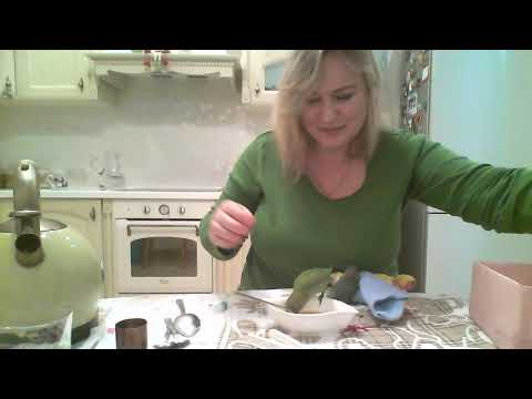 Ручное вскармливание птенцов неразлучников