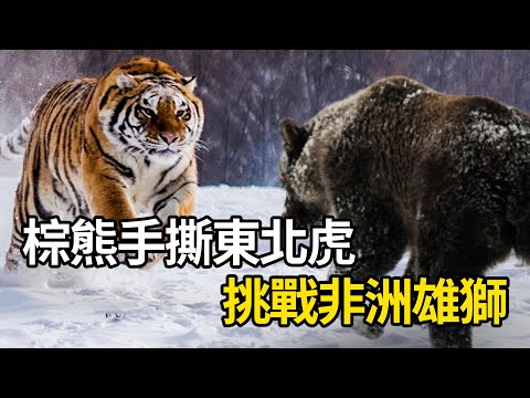 能手撕東北虎的棕熊,碰上非洲雄獅:誰才是真正的王者?#tiger #wildlife #animal #wildanimals #animals #猛獸世界 #動物