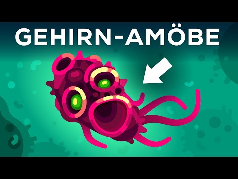 Warum diese Amöbe menschliches Gehirn liebt