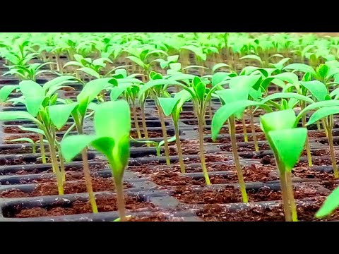 Про вирощування розсади у касетах