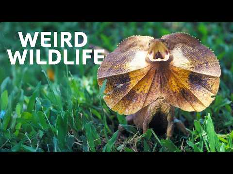 Meet The Animals With Extraordinary Survival Techniques