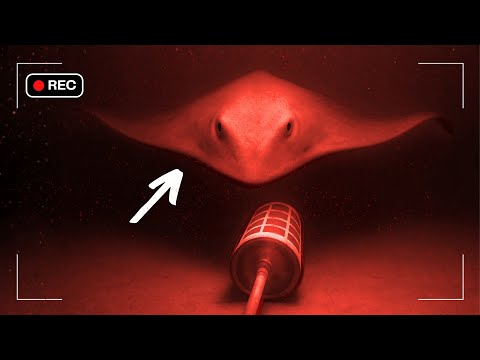 I Found a Deep Sea Creature No One Knew Lived in the Bali Sea