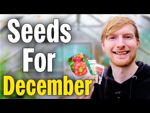 MUST Sow Seeds For December - Get A Head Start On Next Year! | Gardening For Beginners
