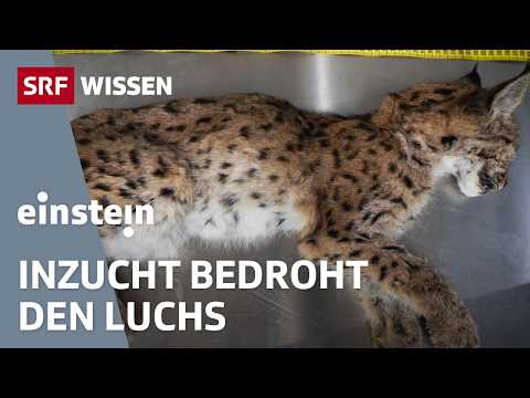The lynx in Switzerland: The fight against inbreeding and disease | Einstein | SRF Wissen