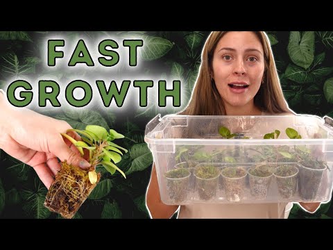 Best Plant Propagation Method! | Houseplant Propagation Box UPDATED METHOD! sphagnum moss prop