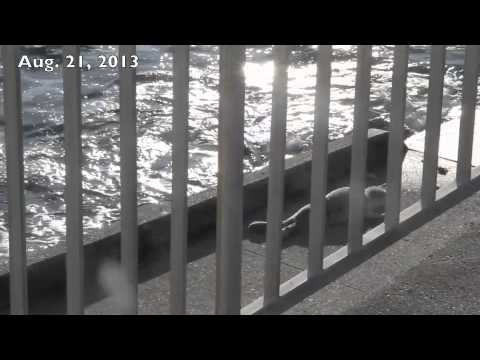 Harbor Seal on Shore