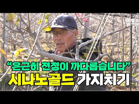 시나노골드 사과나무 가지치기 전정방법 (강사 유병욱)