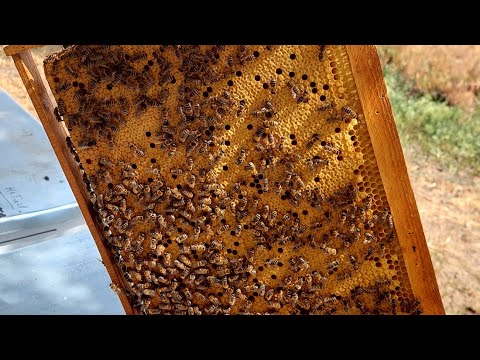 Розвиток бджолопакетів станом на 10 червня 2023р.