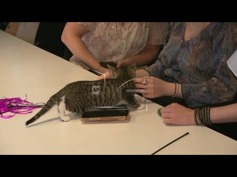 Welcome to kitten season, when animal shelters need all the help they can get