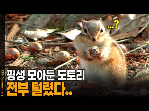 숨겨둔 도토리 전부 털린 다람쥐 반응 | KBS 20121128 방송