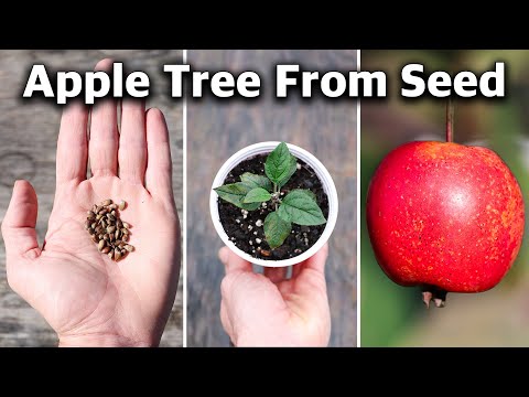 How to Grow an Apple Tree from SEED to FRUIT in 3 YEARS! 🍎