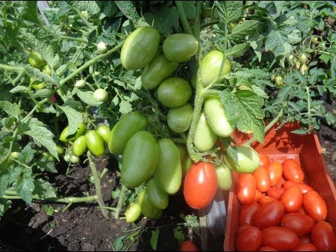 УРОЖАЙНЫЙ ТОМАТ ЧЕЛНОК! РЕКОМЕНДУЮ НАЧИНАЮЩИМ ЗАНЯТЫМ ОГОРОДНИКАМ.