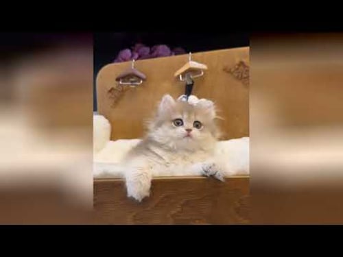 Gatitos pequeños con grandes corazones que aman sin medida