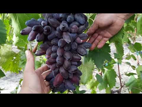 Новинки Винограда 2022 г