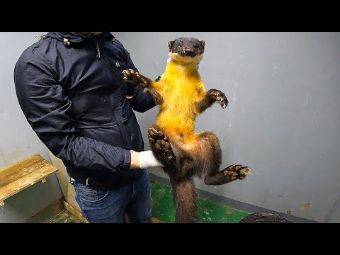 Is the Marten usually this docile?😂 Releasing him back into the wild after the car accident