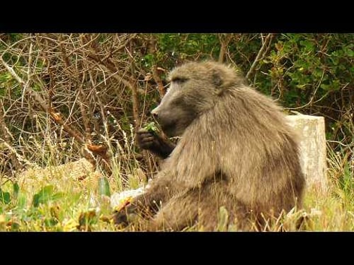 How Baboons Survive on the Edge of a City (4K Documentary)