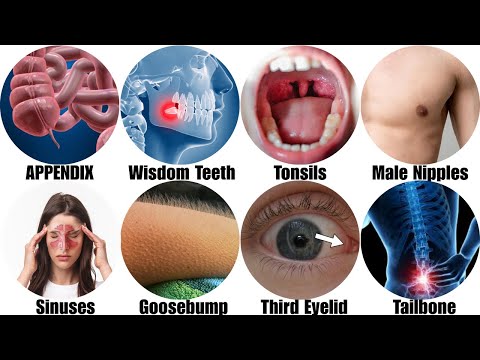 Every Hidden Dangerous Defective Human Organ Explained