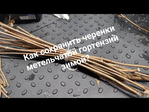 Сохраняем черенки гортензии зимой.