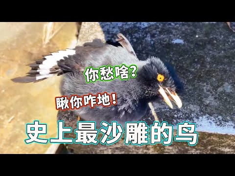 离谱!动物界抽象天花板二驴,沙雕属性拉满!快来看看你们家鸟是不是在家也这样!【天下一场梦】