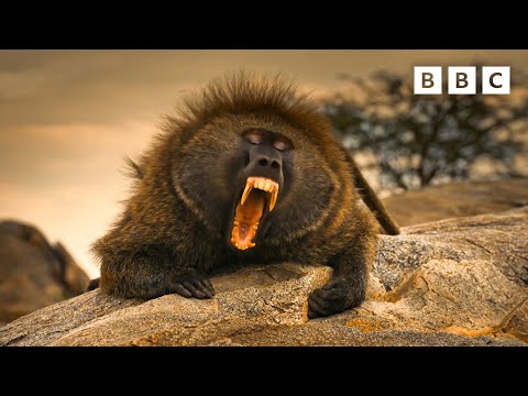 Baboon protects his son from an angry rival | Serengeti - BBC