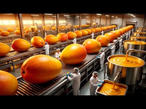 Inside A Giant Mango Factory Pulping Ripe Fruit For Premium Thick Nectar Full Process