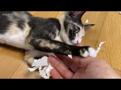 모두 잠든 후에.. 난장판 만들어 놓은 아깽이 녀석!!