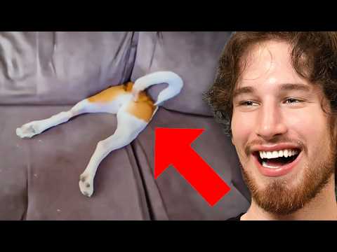 **DON'T** Get This Dog