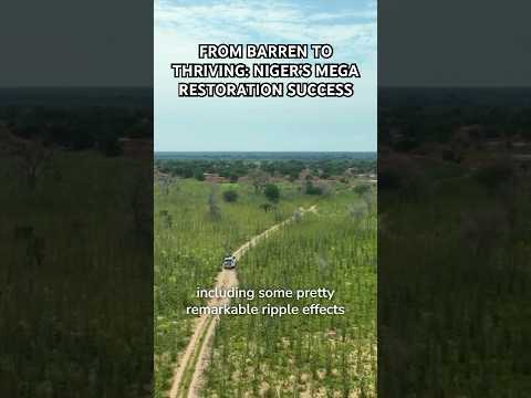 From Barren to Thriving: Niger’s Mega Restoration Success