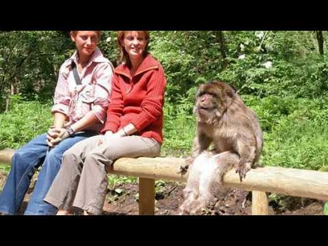 Try Not To Laugh π Funniest Animals Compilation πΆ