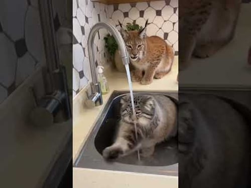 Pallas’s Cat vs Fridge 😂