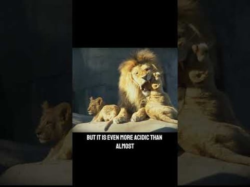 Are Humans Meant to Eat Plants?