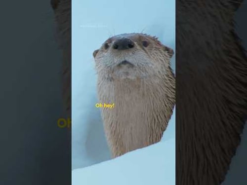 Otters 🤝 snow = the perfect combination 🦦❄️ #AmericasNationalParks #Otter #NatGeoAnimals