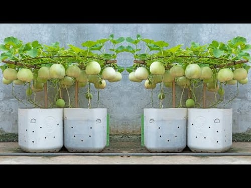 I grew a garden of honeydew melons in plastic bottles. Surprised to harvest big and sweet fruit