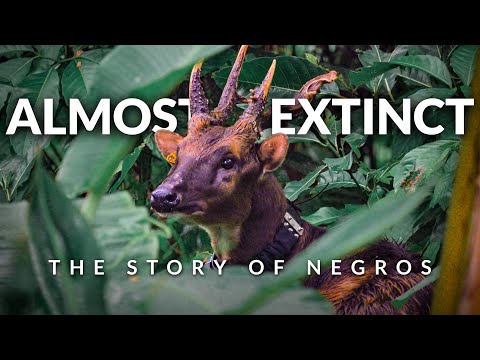 Finding the Rarest Deer in the Philippines