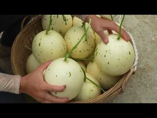 Enjoying Life in Countryside with Fruit Harvesting