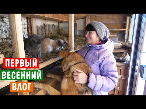 Март, сад, животные. Первый ВЕСЕННИЙ влог и чаепитие в беседке!