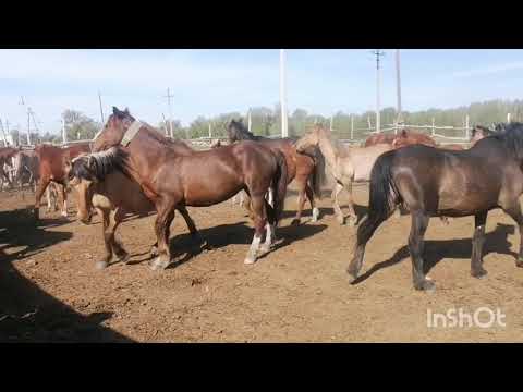 Басқа айғырды үйірге қостық