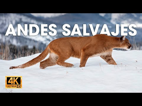 ANDES SALVAJES - Batallas por la Vida en las Tierras del Viento #animalessalvajes