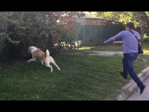 Violent reaction to dogs: one way to wean one from reacting to dogs (Alabai Ermak)