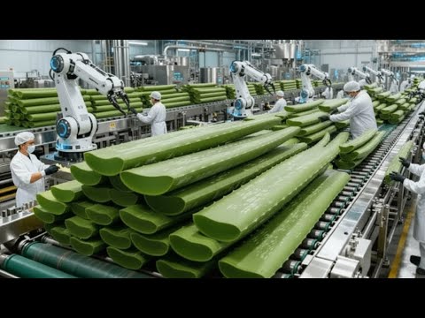 How 50,000 Aloe Vera Plants Are Processed Daily - USA Factory