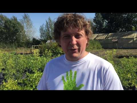 Сорта зизифуса обзор.