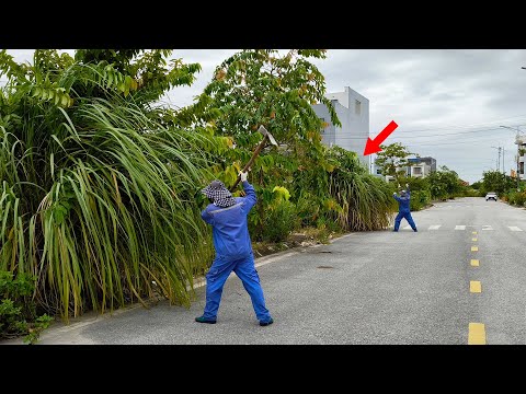 Neighborhood Couldn't Believe we Were Able to Get Rid of Two Giant Weeds with Just Simple Tool