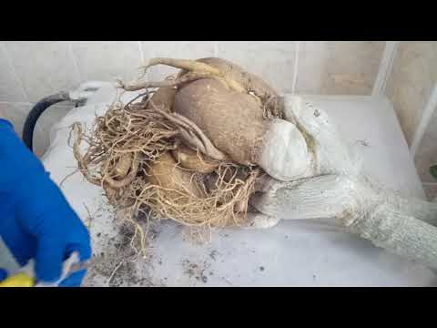 Адениум!!! Каудекс достойный ВОСХИЩЕНИЯ!